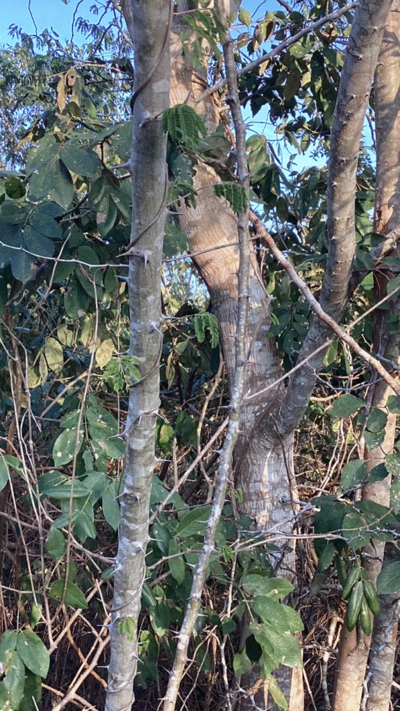 Espinas del árbol de chukum